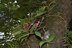 Aeschynanthus perrottetii